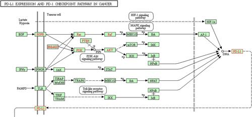 Figure 1 The main regulatory pathway of PD-L1 in cancer in KEGG database.