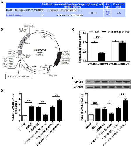 Figure 4 MiR-488-3p directly suppressed VPS4B. (A) Predicted interaction between miR-488-3p and VPS4B. (B) The vector map for the reporter clone. (C) After 48 hours transfection, the 3′-UTR reporter assay was conducted to confirm the luciferase expression. The luciferase activity in miR-488-3p mimic + VPS4B 3′-UTR WT group was apparently suppressed. (D) mRNA and (E) protein levels of VPS4B, after OGD/R for 24 hours, were measured in the miR-488-3p overexpressed/inhibited neurons. Data were expressed as mean±SD. **P<0.01 (n=3).