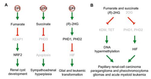 Figure 3 Pathways of FH, SDH, and IDH mutations leading to tumorigenesis.
