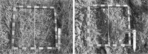 Figure 1. Typical straw cover in autumn (after wheat, trial 2, autumn 2009) on unploughed land before (left) and after (right) stubble cultivation with a Vibroflex tine harrow. The measured straw cover was 93% and 43%, respectively (Till Seehusen, Personal communication).