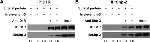 Figure 3 D1R interacts with Shp-2 in the striatal neurons.