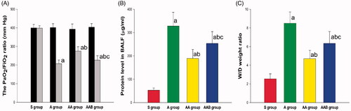 Figure 1. The effect of Ac2-26 on alveolocapillary permeability in ARDS rats. The PaO2/FiO2 ratio, lung tissue wet/dry ratio, and protein concentration in BALF deteriorated in ARDS rats. Ac2-26 significantly upregulated the PaO2/FiO2 ratio, and downregulated the wet/dry weight ratio and protein concentration in the AA group. Furthermore, the Ac2-26-mediated improvements in capillary permeability were significantly reversed by BOC-2. ap < .05 vs. the S group; bp < .05 vs. the A group; cp < .05 vs. the AA group (Display full size, Sham group; Display full size, ARDS group; Display full size, ARDS/Ac2-26 group; Display full size, ARDS/Ac2-26/BOC group).