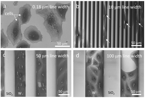 Figure 8. SEM micrographs revealing changes in cell adhesion characteristics with tungsten line widths of (a) 0.18 μm, (b) 10 μm, (c) 50 μm, and (d) 100 μm. Tungsten line width and silicon oxide spacing in the comb structure are identical in each image.