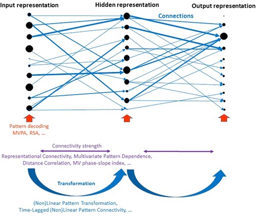 Figure 1. Illustration of the application of multivariate and multidimensional methods to characterise aspects of artificial or biological neural network architectures. The example network represents a simple feedforward network with an input layer, a hidden layer and an output layer. Each layer consists of 10 nodes (putatively corresponding to neurons or cell assemblies). The distribution of activation levels across all nodes within a layer (illustrated by the size of black circles) represents information at a particular stage of processing. The blue arrows illustrate connections between nodes of different layers, which transform activation patterns from one layer into another. In this example, it is assumed that a distributed input pattern is transformed into a sparse output pattern (e.g. a particular button press) via the hidden layer. Activation and connection strengths were chosen arbitrarily. The network is annotated at the bottom with different multivariate and multidimensional data analysis methods that characterise different aspects of the network. While methods to describe patterns within layers or regions as well as the strength of different types of connectivity have already been established, methods that characterise the transformations of patterns across layers or regions have only just begun to emerge (Basti et al., Citation2019; Basti et al., Citation2020; Rahimi, Jackson, Farahibozorg, & Hauk, 2022).