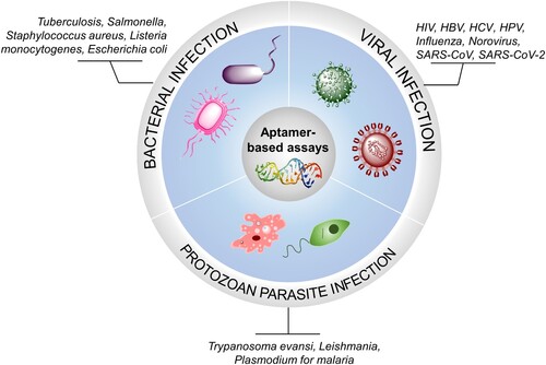 Figure 1. Pathogens potentially detectable by aptamer-based assays. Pathogens which are possibly detected by aptamer-based assays are categorized into three major microorganisms, bacteria, viruses and protozoan parasites.