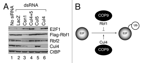 Figure 1. Dual roles of the COP9 signalosome in regulation of the Rbf1-dE2F1 network. (A) The COP9 signalosome complex governs both Rbf and E2F1 stability. S2 cells were treated with indicated dsRNA and proteins were measured by western blot analyses. Endogenous dE2F1 levels were dramatically increased due to reduced Cul4 levels when Cul4 (lane 4 and 6) or its upstream regulator COP9 (CSN1 subunit, lane 3) were depleted. Flag-Rbf1 and endogenous Rbf2 levels were substantially decreased by the CSN1 knockdown, but were not affected by Cullin knockdowns. (B) COP9 is a dual-functional regulator of dE2F1 stability. First, COP9 plays a protective role on Rbf1, which in turn stabilizes dE2F1. Second, COP9 restrains dE2F1 level by stabilizing a Cul4-based E3 ligase, which targets dE2F1 for degradation.