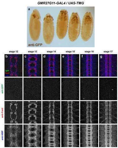 Figure 4. GMR27G11 lacks expression in the embryonic ventral nerve cord.