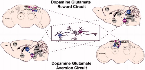 Figure 4. Dopamine–glutamate circuits implicated in reward and aversion. Top: dopamine–glutamate reward. In Drosophila, interactions between a subset of dopamine PAM cluster neurons and the MB α1 glutamate output neurons underlie sugar reward memory (Ichinose et al., Citation2015). These glutamatergic neurons extend axons to the superior intermediate protocerebrum (SIP) and superior lateral protocerebrum (SLP) regions where dendrites of the PAM neurons are found. A similar reward circuit was identified in rodents, which include glutamatergic input from the LDT to the VTA (Lammel, Ion, Roeper & Malenka, Citation2012). These targeted VTA dopaminergic neurons project to the lateral shell of the NAc (not shown). Bottom: dopamine–glutamate aversion. In Drosophila, activation of the M4-6 neurons, which include the MBγ5β′2 glutamatergic output neurons induced odor-driven avoidance (Owald et al., Citation2015). Interestingly, in a separate study activation of the PAM dopaminergic neurons innervating this MB compartment reduced innate CO2 avoidance (Lewis et al., Citation2015). A similar aversion circuit was identified in rodents, which include glutamatergic input from the lateral habenula to the VTA (Lammel et al., Citation2012). These subsets of VTA neurons project to the prefrontal cortex and RmTg (not shown). Activation of these neurons induced conditioned place avoidance. These circuits are presumed to also be present in primates, however, have yet to be confirmed as indicated by the dotted line. Gray neurons represent unidentified neurons that likely contribute to this aversion micro-circuit. Abbreviations: DA: dopamine; Glu: glutamate.