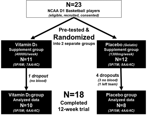 Figure 1. Study participant enrollment and randomization into vitamin D3 and placebo supplementation groups.