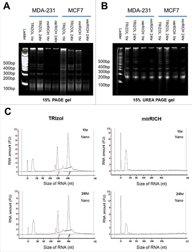Figure 2. Over-drying time does not affect quantity of small RNA in mirRICH method. (A) 15% PAGE (Polyacrylamide gel electrophoresis) and (B) 15% UREA denaturing gels electrophoresis of the RNA samples are prepared from two different breast cancer cells, MDA-MB-231 and MCF7 cells with either TRIzol with 1hr drying or 24hr drying, mirRICH with 1hr drying or 24hr drying. The 100-bp marker is indicated as ladder. (C) Peak images of experiment samples of MDA-MB-231 and MCF7 were obtained by Aglient RNA 6000 Nano kit respectively.