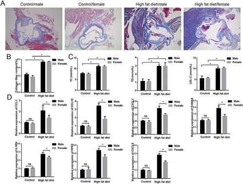 Figure 7 Verification the IRGs of atherosclerosis caused by sex differences. (A and B) Representative pictures of Masson staining. (C) The content of TC, TG, LDL-C in mice serum. (D) Relative expression of IRGs in different group by RT-PCR. *P<0.05.