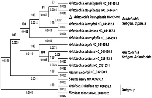 Figure 1. A phylogenetic tree showing the phylogenetic position of Aristolochia kwangsiensis in Aristolochiaceae based on 74 chloroplast protein sequences constructed with the Maximum-likelihood method. Numerical value below each line shows the branch length; numerical value beside each node shows the bootstrap value obtained from 1000 replications. The GenBank accession number for the corresponding sequences is shown to the right of the Latin name.