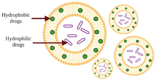 Figure 2. Schematic image of liposomes showing liposome structure and encapsulation of hydrophilic and hydrophobic active substances. The image is created with BioRender.com.