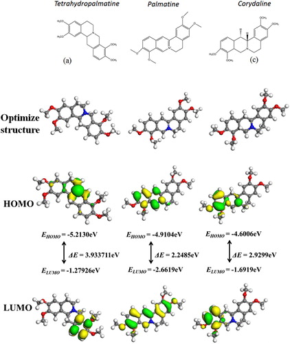 Figure 9. The chemical structure, optimized structure, HOMO and LUMO of Tetrahydropalmatine, Palmatine and Corydaline.