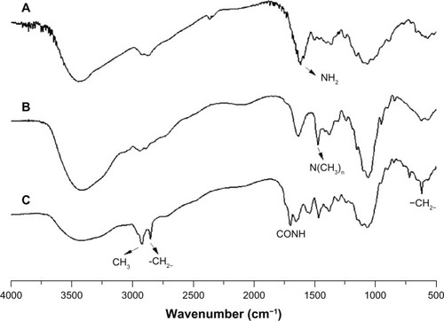 Figure 2 FTIR spectra of chitosan (A), TMC2 (B), and CA-TMC2 (C).Abbreviations: CA-TMC2, N-caprinoyl-N-trimethyl chitosan; FTIR; Fourier transform infrared; TMC, N-trimethyl chitosan.