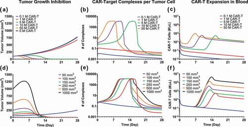 Figure 8. Model predictions using validated PBPK-PD model to simultaneously evaluate the effect of (1) CAR-T dose and (2) Initial tumor burden on (A and D) tumor growth inhibition (TGI), (B and E) generation of ‘number of CAR-Target complexes per tumor cell’ in the tumor extravascular space and (D and F) CAR-T cell expansion in blood: 1) CAR-T dose: Simulations were performed after single IV administration of anti-BCMA (bb2121) CAR-T cells in RPMI-8226 bearing xenografts, at dose-levels of 0.1, 1, 5, 10 and 50 million CAR-T cells per mouse. (2) Initial Tumor Burden: Simulations were performed after single IV administration of anti-BCMA (bb2121) CAR-T cells at dose-level of 5 million CAR-T cells per mouse in RPMI-8226 bearing xenografts with initial tumor burdens of 50, 100, 150, 250, 500 and 1000 mm3.
