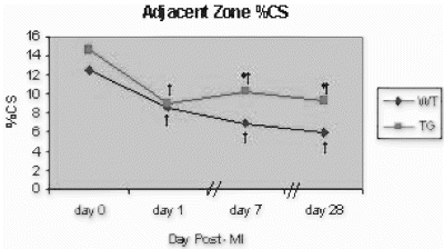 Figure 2. %CS in Adjacent Zone for WT and TG mice. *p<0.005 vs. WT, †p<0.03 vs. day 0.