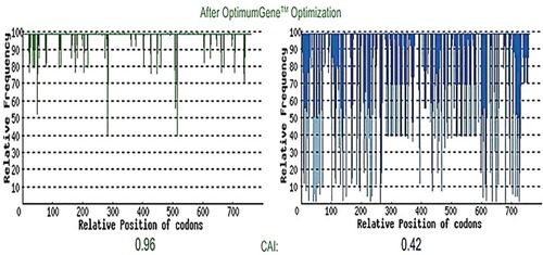 Figure 12 Codon Adaptation Index (CAI) (Right: before optimization and Left: after optimization).