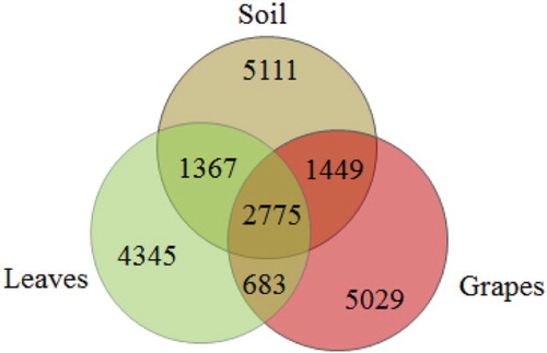 Figure 3. Venn diagram of OTUs at cutoff of 0.03 for the bacterial communities in the grapevine ecosystems of soil, leaves, and grapes. The numbers in the overlapping zones indicate how many of the OTUs were shared among samples.