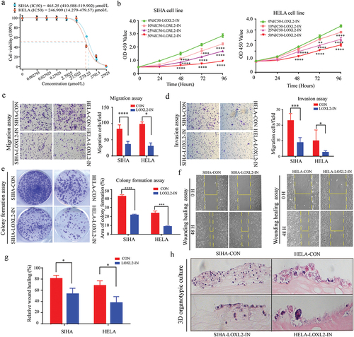 Figure 5. Small molecule inhibitor of LOXL2 inhibited the malignant transformation of cervical cancer in vitro. (a) The IC50 of (2-chloropyridin-4-yl) methanamine hydrochloride in SIHA and HELA cells. (b) Small molecular inhibitor of LOXL2 significantly inhibit viability of SIHA and HELA cells. (c), (d), (e), (f), (g) LOXL2 inhibitor significantly inhibited invasive, migrative and proliferative capability of SIHA and HELA. (h) 3D organic co-culture model consistently demonstrated that the small molecular inhibitor decreased the growth of cervical cancer cells. IC50: median inhibitory concentration; 3D: 3-dimensional. * P < 0.05; ** P < 0.01; *** P < 0.001; ****P < 0.0001.