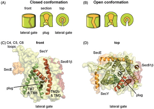 Figure 2. The Sec translocon. Schematic representation of the Sec translocon in the closed (A) and the open (B) conformation viewed from the front in the membrane plane (left), as a transverse section through the middle of the pore in the membrane plane (middle) and from the cytoplasmic side (top, right). The open and the closed conformation refer to the lateral gate being closed or open as shown in the front and top representation, respectively. The transverse section and the top view show the pore ring and the plug being displaced for the accommodation of a substrate. (C) Surface representation of the Archaeal SecYEβ translocon in the plane of the membrane (adapted from Van den Berg et al. [Citation2004]; pdb: 1RHZ). The lateral gate helices (TM2b, TM3, TM7 and TM8) of SecY and a short helix (helix 2a), called the plug, are highlighted. The plug is suggested to be involved in sealing the channel. The cytoplasmic loops C4, C5 and C6 of SecY are the major cytoplasmic contact sites for FtsY, SecA and the ribosome. (D) The top view of Sec61YEβ from the cytoplasmic site shows the plug (dark green) sealing the channel and SecE embracing SecY at the back. This Figure is reproduced in color in the online version of Molecular Membrane Biology.