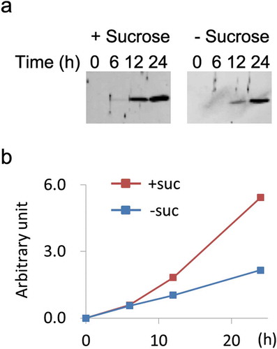 Figure 7. Secretion of a model soluble protein sporamin from cells cultured in normal and sucrose-free medium. Transformed tobacco cells expressing a secretory form of sporamin [Citation17] was used in this experiment. (a) Time-course analysis of the increase of sporamin in the medium. Immunoblot with equal amounts of medium fractions in each lane was shown. (b) Results of the quantification of immunoblot. Experiments were repeated twice and obtained conceptually identical results.