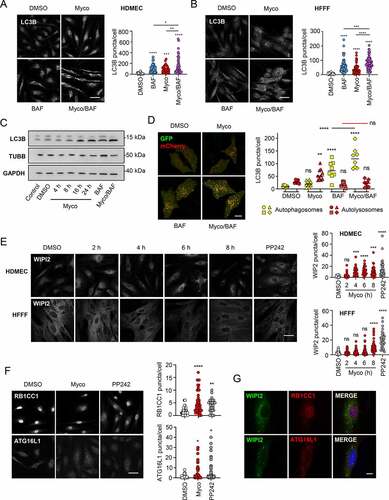 Figure 1. Mycolactone induces an increase in autophagic flux in primary dermal microvascular endothelial cells and fibroblasts. Cells were exposed to mycolactone (Myco) at the minimal inhibitory concentration alongside a solvent control (0.05% DMSO, equivalent dilution to the mycolactone) for the longest timepoint tested. where included, bafilomycin A1 (BAF) was used for 4 h at cell-specific saturating concentrations, and at the longest timepoint tested when in combination with mycolactone. PP242 was used at 1 μM for 1 h. All immunofluorescence images were obtained using a Nikon A1 confocal laser scanning microscope. For all panels, unless otherwise indicated, statistical comparisons are to the DMSO-treated cells of that particular cell type; ns = not significant; * = p< 0.05; ** = p< 0.01; *** = p < 0.001; **** = p < 0.0001. (A) HDMEC exposed to 10 ng/ml mycolactone with and without 100 nM BAF for 8 h were fixed with methanol for LC3B staining (scale bar: 50 µm). values represent the number of puncta detected per cell for at least 36–49 cells. Data are representative of 2 independent experiments (scale bar: 50 µm). (B) HFFF exposed to 31.25 ng/ml mycolactone with and without 200 nM BAF for 8 h were fixed with methanol for LC3B staining (scale bar: 50 µm). Values represent the number of puncta detected per cell for at least 63–90 cells. Data are representative of 2 independent experiments. (scale bar: 50 µm) experiments. (C) HFFF cells exposed to 31.25 ng/ml mycolactone and/or 200 nM BAF were lysed directly in gel sample buffer prior to immunoblotting. The migration relative to known molecular mass markers is shown. Data are representative of 2 independent experiments. (D) Expression of tandem-tagged LC3B in HeLa cells. Cells transiently transfected with pDEST-mCherry-eGFP-LC3B were exposed to mycolactone for 4 h before the addition of 100 nM (BAF) and incubation for a further 4 h before fixation. Values represent the number of puncta detected per cell for at least 8–10 transfected cells. Data are representative of 4 independent experiments (scale bar: 10 μm). (E) HDMEC and HFFF were exposed to mycolactone for various times or PP242, then fixed for WIPI2 staining (scale bar: 50 µm). Values represent the puncta detected in each cell for 25–50 cells. Data are representative of 2 independent experiments. (F) HDMEC were exposed to 10 ng/ml mycolactone for 8 h, or PP242 then fixed for RB1CC1 or ATG16L1 staining (scale bar: 50 µm). Values represent the puncta detected in each cell for 25–50 cells. Data are representative of 2 independent experiments. (G) HDMEC were exposed to 10 ng/ml mycolactone for 8 h then fixed for co-staining with WIPI (green) and RB1CC1 or ATG16L1 (red) (scale bar: 10 μm).