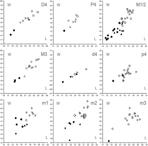 FIGURE 8. Length/width scatter plots for upper (D4, P4, M1/2, and M3) and lower (d4, p4, m1, m2, and m3) tooth elements of Spermophilinus besana from Harami 1 (▴), Sarıçay (♦), Bağiçi (▾), and Yenieskihisar (●), and Spermophilinus bredai from Zambal 1 (□), Sarıçay (◊), Bağiçi (▿), and Yenieskihisar (○). Material from Paşalar (▹) is included for comparison.