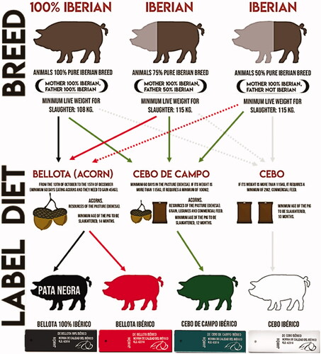 Figure A1. Categories of Iberian ham according to the Quality Standard regulation (BOE Citation2014). 1Source: Adapted from Spain Food Sherpas (2018) and ASICI (2020). The grey dotted lines show product alternatives that may be technically possible but are not market-oriented since there is no incentive for investing in breed purity when the end product would have lower meat yield (the Iberian breed is smaller) and the lowest quality (and, accordingly, the lowest price). In addition, it is worth noting that from a market perspective there is no clear incentive for having high-breed-purity Iberian pigs (100% or 75%) if they are not going to be used to produce the highest quality (black or red label).