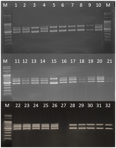 Figure 2. PCR amplification and identification of selected strains at genus level via primer pair 16S/p4–23S/p7: M, molecular marker (Fermentas, 100 bp); strains number 3, 5–9, 15, 28–32 formed amplification patterns with two fragments (450 bp and 650 bp); strains number 1–2, 4, 10, 11–14, 16–21, 22–26 formed amplification patterns with three fragments (450 bp, 550 bp and 650 bp).