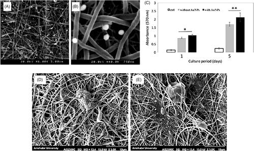 Figure 6. (A,B) FE-SEM micrographs of the AuNPs-doped PCL/chitosan scaffolds exhibited the presence of AuNPs on the substrate without any destruction of microstructure. (C) The evaluation of Schwann cell proliferation on the substrate by MTT assay after 1 and 5 days. (D,E) FE-SEM micrograph of Schwann cell morphology on PCL/chitosan and the AuNPs-doped PCL/chitosan [Citation114].