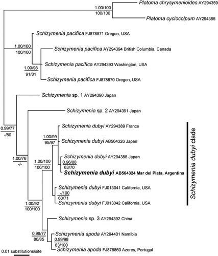 Figure 7  Bayesian tree based on rbcL gene sequences. The corresponding posterior probabilities (>0.94) are shown (top left). Numbers shown at the top right indicate bootstrap values (>50%) from maximum likelihood. Numbers shown at the bottom indicate bootstrap values (>50%) from maximum parsimony (left) and neighbour joining (right). In bold, samples of the exotic population detected in Argentina.