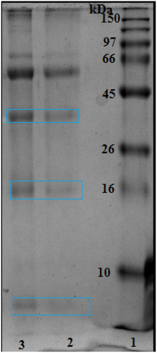 Figure 1. SDS-PAGE electrophoresis of the bee venom (Apis mellifera intermissa). Marker proteins between 10 and 150 kDa. (1) & (2) represent respectively, 3 and 5mg/ml of bee venom (dissolved in 0.9 % NaCl).