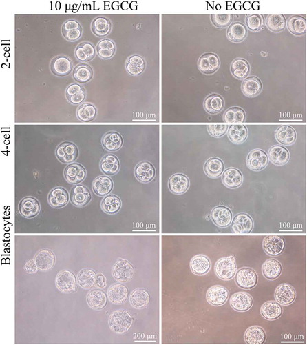 Figure 2. Concentration-dependent effects of EGCG on zygotes. Embryos (A-D, 2-cell; B-E, 4-cell) and blastocytes (C-F) with 10 μg/mL EGCG in FM and EM (A, B, C) or without EGCG (D, E, F), optimum concentrations of EGCG were associated with higher quality embryos and better subsequent embryonic development, compared to the control group.