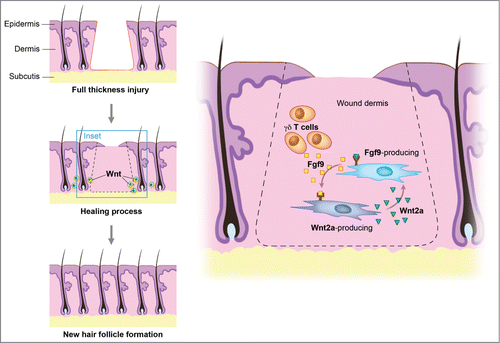 Figure 2. Wnt signaling maintains the hair-inducing activity in skin repair. Fibroblast growth factor (Fgf) 9 is a secreted signaling molecule that is expressed in epithelium. Mesenchymal Fgf signaling interacts with β-catenin-mediated Wnt signaling in a feed-forward loop that functions to sustain mesenchymal Fgf responsiveness and mesenchymal Wnt/β-catenin signaling. Wnt2a is a canonical Wnt ligand that activates mesenchymal Wnt/β-catenin signaling, whereas Fgf9 is the only known ligand that signals to mesenchymal Fgf receptors (FGFRs). Mesothelial Fgf9 and mesenchymal Wnt2a are principally responsible for maintaining mesenchymal Fgf-Wnt/β-catenin signaling, whereas epithelial Fgf9 primarily affects epithelial branching. In summary, Fgf signaling is primarily responsible for regulating mesenchymal proliferation, whereas β-catenin signaling is a required permissive factor for mesenchymal Fgf signaling. Abbreviations: Fgf = Fibroblast growth factor.