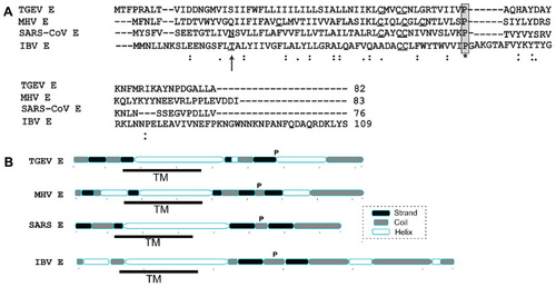 Figure 1 Sequence alignment and secondary structure prediction of representative CoV envelope proteins.
