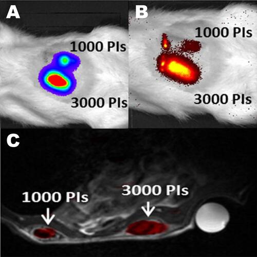 Figure 3 Trimodal imaging of transplanted pancreatic islets in scaffolds. Representative (A) bioluminescence, (B) fluorescence, and (C) axial F-19/H-1 MR images of 3000 and 1000 pancreatic islets transplanted into scaffolds on days 4. Reproduced from Gálisová A, Herynek V, Swider E, et al. A trimodal imaging platform for tracking viable transplanted pancreatic islets in vivo: F-19 MR, fluorescence, and bioluminescence imaging. Mol Imaging Biol. 2019;21(3):454Y464. Creative Commons license and disclaimer available from: http://creativecommons.org/licenses/by/4.0/legalcode.Citation11