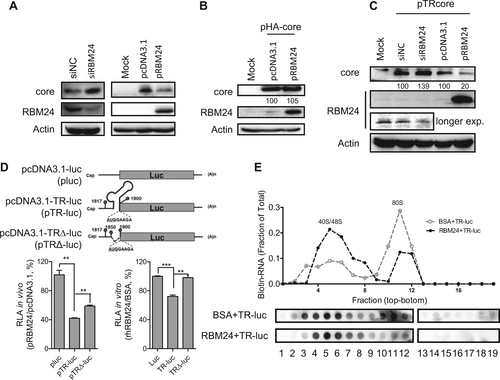Fig. 6 RBM24 inhibits the translation of the core protein by binding to the 5′ TR of pgRNA and blocking 80S ribosome assembly on HBV pgRNA.a The HepG2.2.15 cell line was transfected with siNC or siRBM24 (left panels), HepG2 cells were co-transfected with pHY106 and pRBM24 or empty vector (right panels). Cell lysates were collected at 48 hpt, and the expression of core and RBM24 was detected by western blotting. b HepG2 cells were co-transfected with pHA-core and pRBM24 or empty vector, and the expression of core and RBM24 was detected by western blotting. c HepG2 cells were co-transfected with pTR-core and the indicated siRNA or plasmid and harvested at 48 hpt. The expression of core and RBM24 was detected by western blotting. d HepG2 cells were transfected with the indicated plasmids, and luciferase activity was determined with Steady-Glo®. The relative luciferase activity (RLA) values were calculated and are shown in the bar graph on the left. The luciferase activity of 5′ TR-associated luciferase reporter plasmids in vitro was detected (bar graph on the right). e The 5′ TR-luciferase RNA together with rhRBM24 or BSA was incubated in rabbit reticulocyte lysate (RRL). The ribosome complexes were separated by sucrose gradient ultracentrifugation. The distribution of biotin-RNA was detected using a dot-blot assay