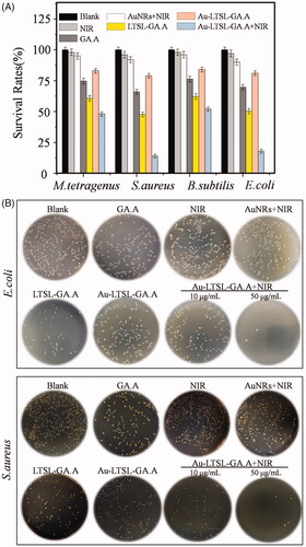Figure 2. (A) Screening results for drug-resistant M. tetragenus, E. coli, B. subtilis, and S. aureus by CFU method, treated with Au-LTSL-GA.A (50 μg/mL). Error bars represent the standard deviations (n ≥ 3). (B) Photographs of bacterial colonies (E. coli and S. aureus were treated with GA.A, LTSL-GA.A, Au-LTSL-GA.A and Au-LTSL-GA.A + NIR irradiation) formed on LB-agar plates. Bacteria without NPs are blank. Cells were treated with different materials for 2 h in incubation and measured for 5 min upon irradiation (0.25 W/cm2).