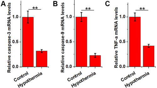 Figure 4 The effects of hypothermia treatment on the expression of caspase-3, caspase-8 and TNF-α. RT-qPCR was applied to determine the effects of hypothermia treatment on the expression of caspase-3 (A) and −8 (B) as well as TNF-α (C). Cells were divided into two groups. Cell in control group were cultivated at 33 °C for 2h, while cells in hypothermia group were cultivated at 33 °C for 2h. After that, RNA extraction and RT-qPCR analysis were performed. **p<0.01.