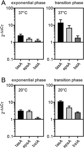 Figure 7. Increased biofilm formation ability of the 6S-2 RNA knockout mutant correlates with elevated mRNA levels of main biofilm matrix components. Strains NCIB 3610 and 3610_Δ6S-2 were grown in LB medium at (A) 37°C or (B) 20° and total RNA was isolated in exponential phase (OD600 ~ 0.3 − 0.5; left panel) or at the transition from exponential to stationary phase growth (OD600 ~ 3.5–4.0; right panel); mRNAs encoding central biofilm matrix proteins (tasA, epsA, bslA) were quantified by qRT-PCR using the ΔΔCT-value method and 5S rRNA for normalization; a 2−ΔΔCT value of 1 corresponds to equal mRNA levels in the Δ6S-2 and wild-type strain; 2−ΔΔCT values and standard errors of the mean (SEM) are based on four (panel A) or two (panel B) independent biological replicates with at least two technical replicates each