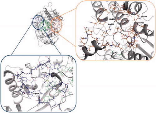 Figure 2. Amino acids involved in site 2 and site 3 found in hAChE (PDB ID: 4EY4). Site 2 residues are shown in orange and site 3 residues are shown in blue.
