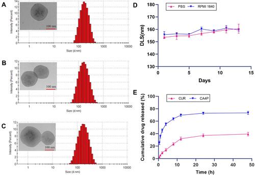 Figure 2 Characterizations of drug-loaded Lip. Particle-size distribution and representative TEM photographs of (A) CUCA/Lip, (B) CUCA/Gal-Lip, (C) and CUCA/GA&Gal-Lip. (D) The particle size changes of CUCA/GA&Gal-Lip for 14 d in PBS and RPMI 1640. (E) Drug release profiles of CUCA/GA&Gal-Lip. Data expressed as mean ± SD (n=3).