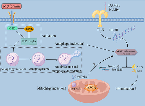 Figure 2 Metformin reduces inflammation by regulating the autophagy process. TLR family members activated by PAMPs or DAMPs initiate the innate immune response as a response to infection or injury. Then, it activates NF-kB and further activates the NLRP3 inflammasome. Upon NLRP3 activation, pro-IL1-β and pro-IL18 were cleaved into mature and active IL1-β and IL18. These cytokines are subsequently released, initiating an inflammatory response. Metformin activates AMPK, inhibits mTOR, and activates the ULK complex, thus inducing autophagy and further blocking the activation of NLRP3, inhibiting inflammation. Autophagy involves the formation of autophagosomes, fusion of autophagosomes with lysosomes, and degradation of the autophagy-lysosomes. Metformin could also scavenge mtDNA and mtROS through mitophagy induction via the inhibition of mitochondrial complex I, inhibiting NLRP3 inflammasome activation, thus eventually inhibiting inflammation.