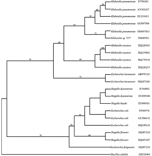 Figure 2. Consensus tree obtained by the maximum parsimony method based on the 16S rDNA sequences. Bacillus subtilis was used as an outgroup to root the tree. Bootstrap values, more than 50% from 1000 replications, were shown on the branches.