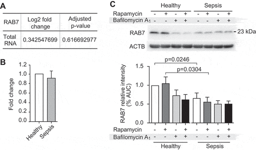 Figure 6. RAB7 RNA and protein expression levels are dynamic during sepsis. (A) Changes in RAB7 RNA expression levels are shown (n = 6 subjects per group). (B) RAB7 RNA expression was measured using qRT-PCR. The bar graph shows the fold change by ΔΔCT-method (n = 3 subjects/group, ns). (C) Western blots (used in Figure 5A) were stripped and re-probed to detect RAB7 protein expression levels. Position of RAB7 is marked. Corresponding ACTB loading control is shown at the bottom (same as shown in Figure 5A) and was used for normalization of data presented in bar graph below. This figure is representative of n = 6 independent experiments. Significance is indicated by exact p-value where statistically significant.