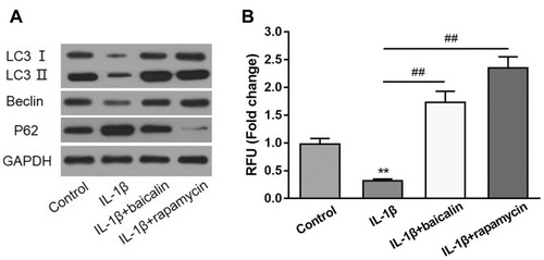 Figure 3 Baicalin activates autophagy and enhances autophagic flux in chondrocytes. (A) The expression levels of autophagic markers LC-3, Belin-1 and p62 were assessed by Western blot. (B) The autophagy activation of chondrocytes after treatment with IL-1β alone, IL-1β + baicalin or IL-1β + rapamycin was measured by Cyto-ID staining assay. **p < 0.01, ## p<0.01.