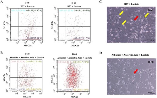 Figure 3. Quantitative analysis of hPSC-induced cardiomyocyte depending on the selection and maturation medium. (A and B) The differentiated cells were analyzed for MLC-2a and MLC-2v using flow cytometry at the indicated time points. The percentage of MLC2v-positive cells was higher in the presence of both ascorbic acid and albumin than B27 supplement alone. The percentage of MLC2v-positive cells was higher on day 60 than on day 40, whereas the proportion of MLC2a-positive cells decreased under both conditions. (C and D) The phase contrast images of the selected and matured cells depending on condition. Yellow arrow indicates the morphology of round shaped as atrial cardiomyocyte and red arrow indicates rod shaped as ventricular cardiomyocyte.