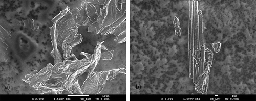 Figure 3. Scanning electron microscopy image of pineapple dietary fiber concentrates from steamed pomace and (a) lyophilized (SPDFC-L) or (b) hot air-dried (SPDFC-HD).Figura 3. Imagen de microscopía electrónica de barrido de concentrados de fibra dietética de piña de orujo al vapor y (a) liofilizada (SPDFC-L) o (b) secada al aire caliente (SPDFC-HD).