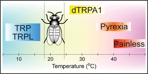 Figure 1 TRP channels and thermosensation in Drosophila. Flies utilize TRP channels to sense environmental temperatures. dTRPA1 is activated above 27°C and contributes to avoidance of warmer temperatures. Pyrexia is activated around 40°C and has a higher potassium permeability. Channel activation prevents paralysis during high temperature stress. Painless is activated above 40°C, and is essential for avoiding hazardous temperatures. These channels belong to the TRPA subfamily and posses temperature sensitivity. TRP and TRPL channels, both of which belong to the TRPC subfamily, are involved in cool temperature avoidance. However, the temperature sensitivity of these channels is unknown. The preferred range of Drosophila melanogaster (18–24°C) is indicated by dotted lines.